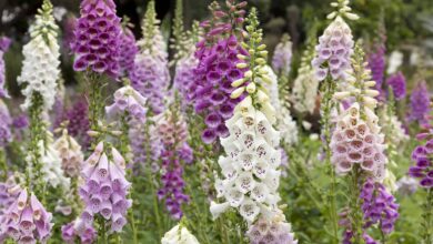 foxglove meaning