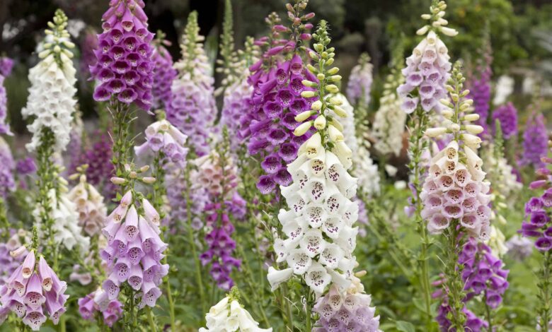 foxglove meaning